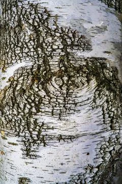 The texture of the birch bark.Natural background. 写真素材