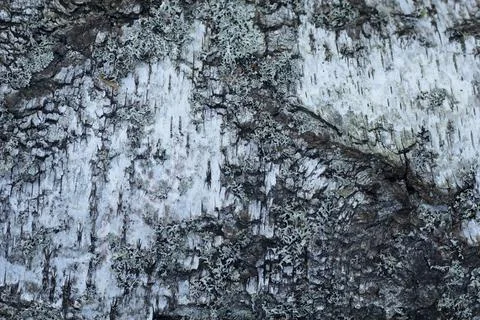 The texture of the birch, the birch background Stock Photos