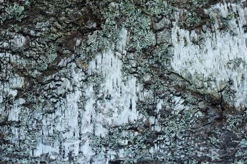 The texture of the birch, the birch background Stock Photos