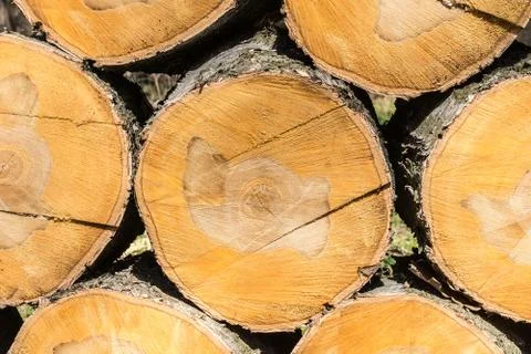 Texture of birch Stock Photos