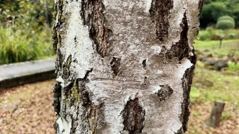 Texture birch with smooth white bark and black lenticels in the forest. Warm 스톡 동영상 297579606