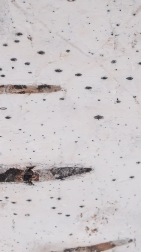 Texture of birch tree bark with black spots as background 스톡 동영상 309702042