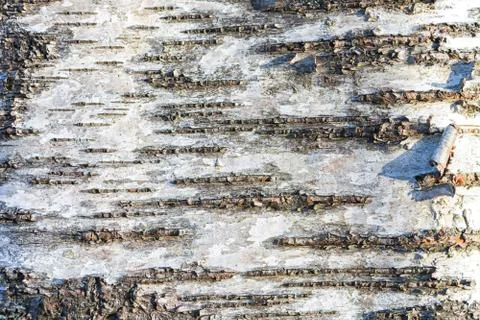 Texture of birch tree in the park Foto stock