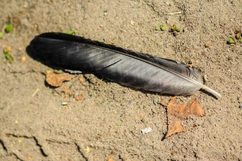 Texture bird feather on the sand Fotos Stock