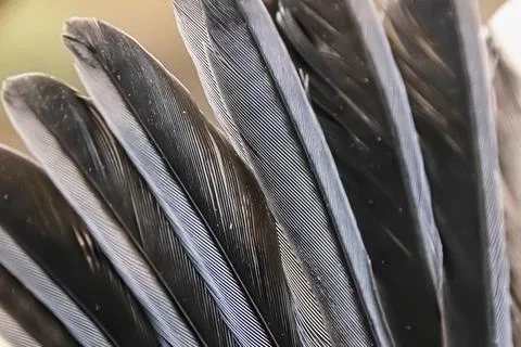 The texture of bird feathers macro Stock Photos
