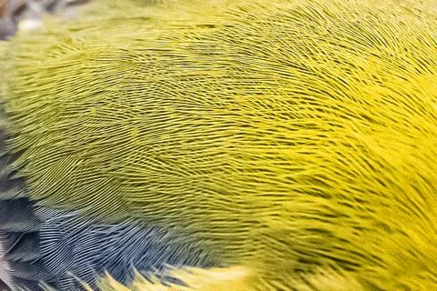 The texture of bird feathers macro Stock Photos