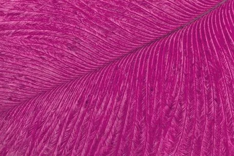 Texture of bird purple feather, background macro. Structure of fluffy plumage Foto stock