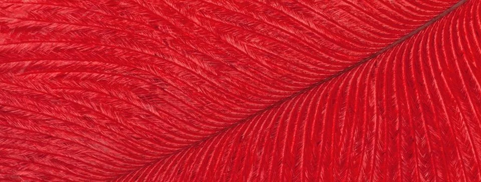 Texture of bird red feather, background macro. Structure of fluffy plumage. Foto stock