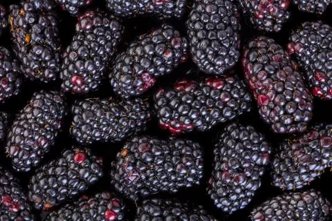 Texture of a blackberry close-up Stock Photos