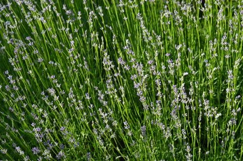 Texture of blooming lavender field close-up Stock Photos