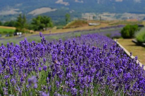 Texture of a blooming lavender field. Stockfoto's