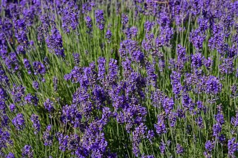 Texture of a blooming lavender field. Fotos Stock