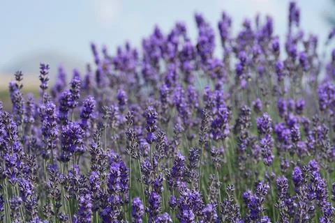 Texture of a blooming lavender field. Stock Photos