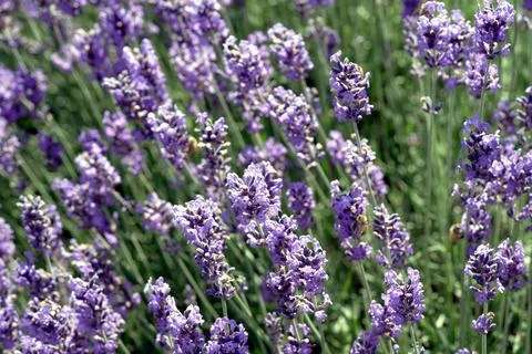 Texture of a blooming lavender field. Fotos Stock