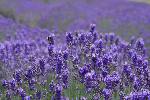 Texture of a blooming lavender field. Stock-Fotos