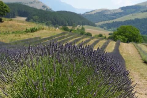 Texture of a blooming lavender field. 스톡 사진
