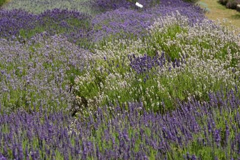 Texture of a blooming lavender field. Fotos de archivo