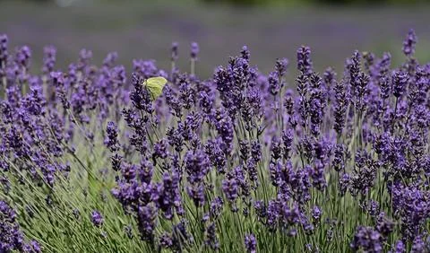 Texture of a blooming lavender field. 스톡 사진