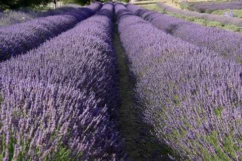 Texture of a blooming lavender field. Stockfoto's