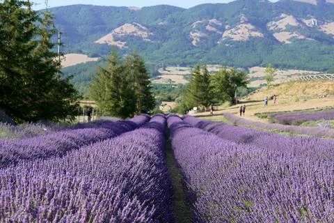 Texture of a blooming lavender field. Foto stock