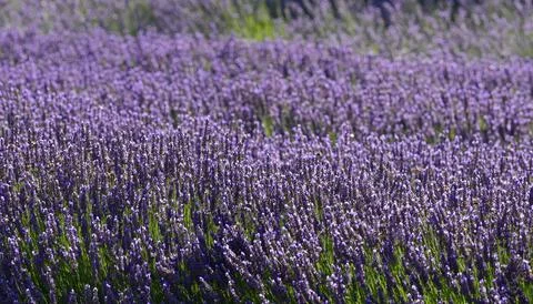 Texture of a blooming lavender field. Stockfoto's