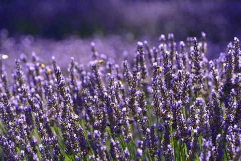 Texture of a blooming lavender field. 写真素材