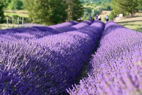 Texture of a blooming lavender field. Fotos Stock