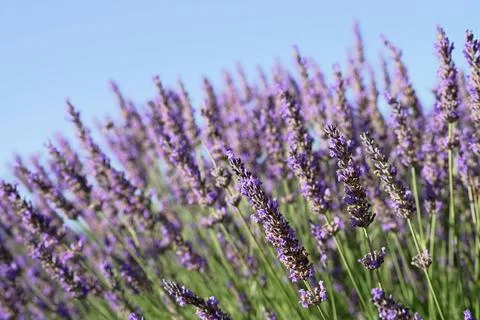 Texture of a blooming lavender field. Stock Photos