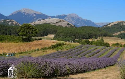 Texture of a blooming lavender field. 写真素材