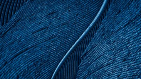 Texture of a blue bird feather Stock Photos