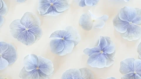 Texture of blue hydrangea flowers on a white revolving table. Extract, aromatic Video stock 220938977