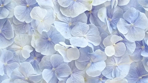 Texture of blue hydrangea flowers on a white revolving table. Extract, aromatic Video stock 228805006