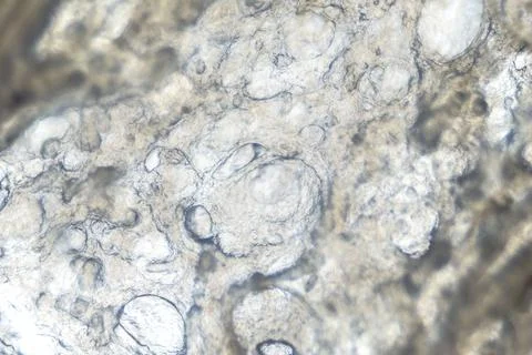 Texture of boiled sausage under the microscope, food research Photos