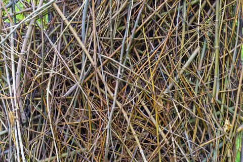 Texture. Braided with each other different branches Foto stock