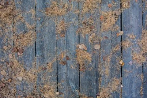 Texture of The branches of the fallen spruce Stock Photos