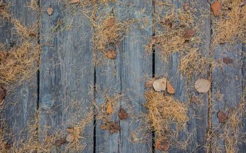 Texture of The branches of the fallen spruce Stock Photos