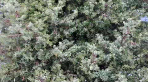 Texture of the branches of juniper (Juniperus communis) Stock Footage 10713558