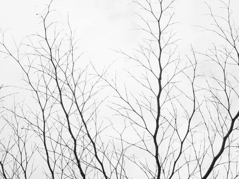 Texture of branches 스톡 사진