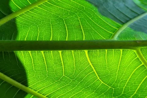 Texture of breadfruit leaves Stock Photos