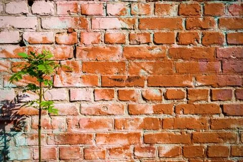 The texture of the brick wall, painted with old paint and green Stock Photos