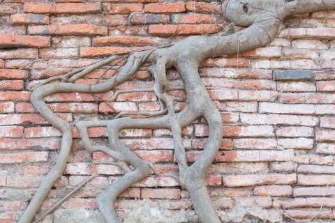 Texture brick wall Stock Photos