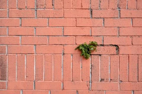 Texture of brickwork with a plant element. Stock Photos