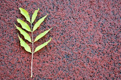 Texture of a bright green fresh ecologically clean plant leaf natural on the  Foto stock