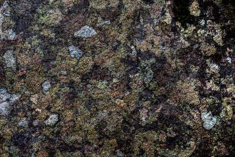 Texture of bright multi-colored lichens on stones. 写真素材