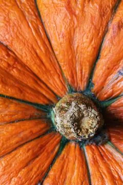 Texture of a bright orange pumpkin with a tail Stock Photos