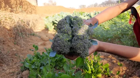 Texture of broccoli close-up. 库存影片 149232823