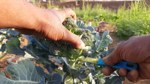Texture of broccoli close-up. Stock Footage 149232992