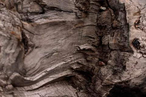 The texture of a broken tree with saturated orange splashes Stock Photos