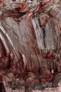 The texture of a broken tree with saturated red splashes Stock Photos