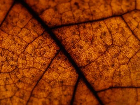 Texture of brown autumn leaf with tiny dark spot Stock Photos